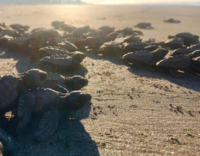 Redwood Beach Resort Mechapa エクステリア 写真